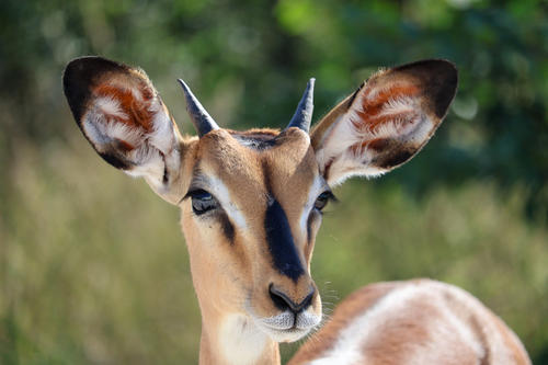 Nahaufnahme einer hellbraunen Antilope mit zwei kurzen dunklen H&ouml;rnern, gro&szlig;en Ohren, wei&szlig;en Augenringen und dunklen Gesichtsstreifen; unscharfer gr&uuml;ner Hintergrund