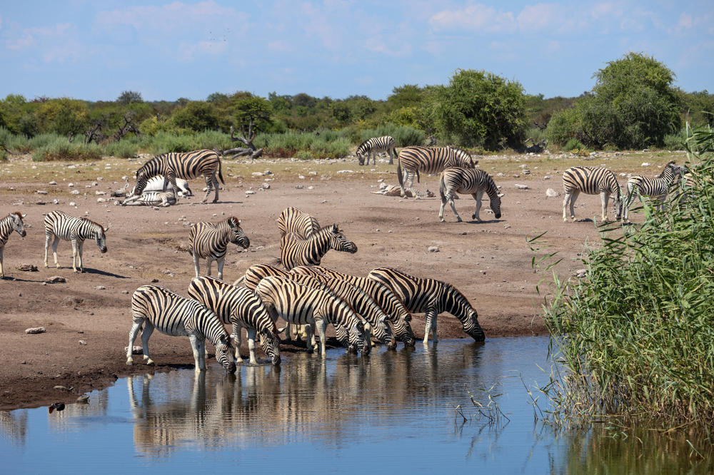 Mehrere Zebras trinken an einer Wasserstelle; ihre Spiegelungen sind im Wasser zu sehen; im Hintergrund Grasland und B&uuml;sche unter blauem Himmel
