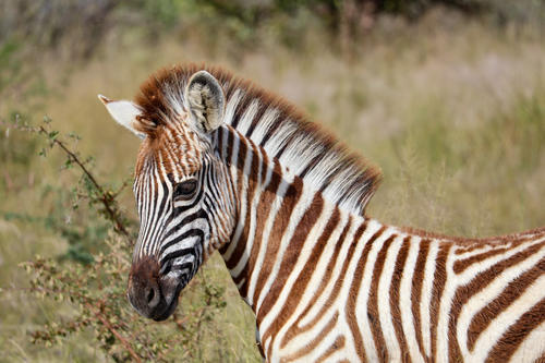 Zebra im Profil, Kopf und Hals mit schwarz-wei&szlig;en Streifen, Gras im Hintergrund