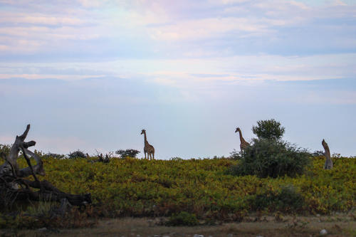 Drei Giraffen stehen in niedriger Buschvegetation mit vereinzelten B&uuml;schen und toten &Auml;sten, im Hintergrund ein weiter, wolkiger Himmel