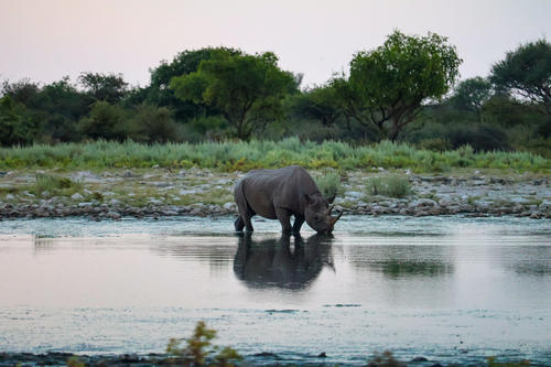Nashorn steht im flachen Wasser an einem Ufer, seine Spiegelung im Wasser sichtbar, im Hintergrund Kiesufer, Gras und B&auml;ume
