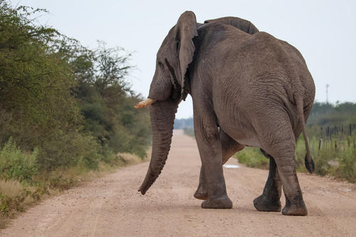 Elefant von hinten sichtbar, geht auf einer unbefestigten Stra&szlig;e, links B&uuml;sche, rechts ein Zaun