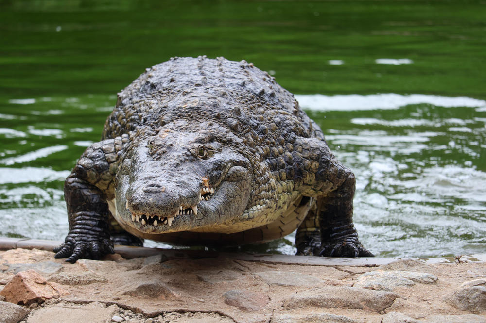 Gro&szlig;es Krokodil am Ufer, frontal sichtbar, Maul leicht ge&ouml;ffnet, gr&uuml;nes Wasser im Hintergrund