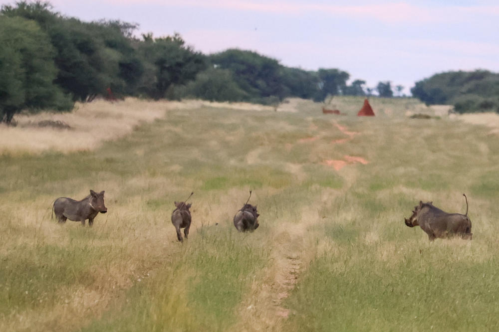 Vier Warzenschweine auf einem schmalen Feldweg durch hohes Gras, B&auml;ume im Hintergrund und heller Himmel
