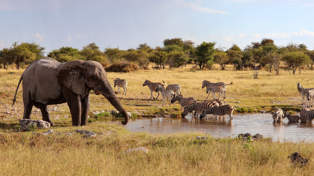 Elefant mit R&uuml;ssel am Ufer eines Wasserlochs; mehrere Zebras im und am Wasser; offene Graslandschaft mit vereinzelten B&auml;umen im Hintergrund