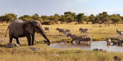 Elefant mit R&uuml;ssel am Ufer eines Wasserlochs; mehrere Zebras im und am Wasser; offene Graslandschaft mit vereinzelten B&auml;umen im Hintergrund