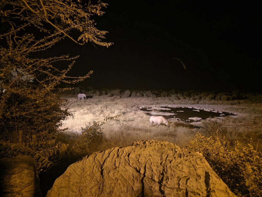 Nachtaufnahme einer beleuchteten Wasserstelle mit mehreren hellen Tieren am Ufer, gro&szlig;em Felsen im Vordergrund und einem Baum links