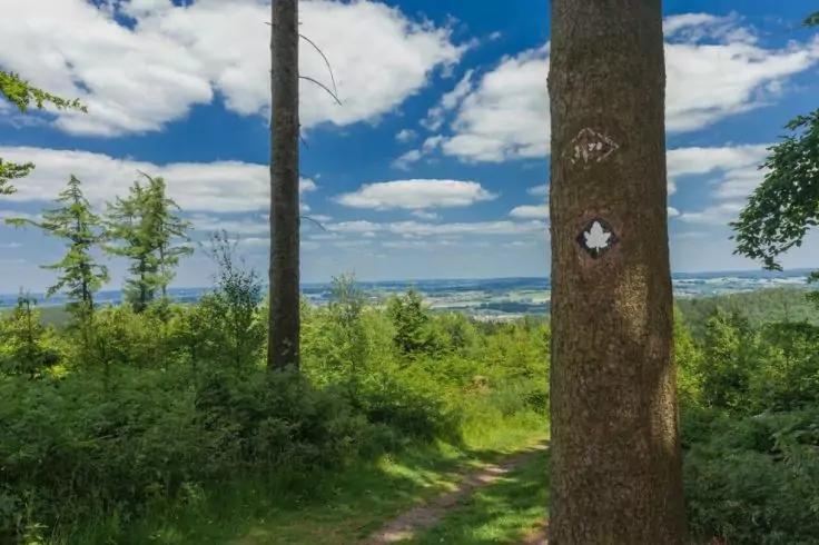 Sentiero nel bosco tra alberi, tronco con marchio a forma di foglia bianca, vista lontana su una superficie d'acqua e il paesaggio, cielo azzurro con nuvole