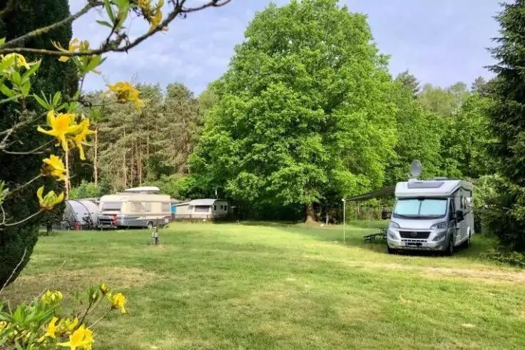 Prato con veicoli ricreativi (camper/caravan), grande albero e bordo del bosco, fiori gialli in primo piano