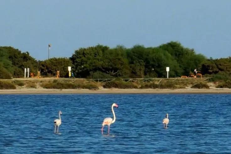 Tre fenicotteri in acqua blu vicino a una riva sabbiosa con cespugli bassi e alberi sotto un cielo sereno