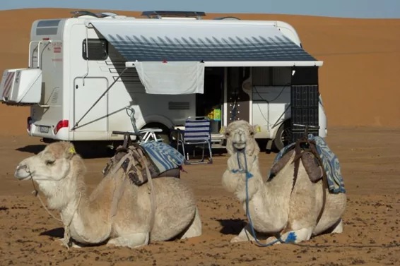 Due cammelli seduti con selle e corde davanti a un camper con tenda estesa e sedie pieghevoli, dune di sabbia sullo sfondo