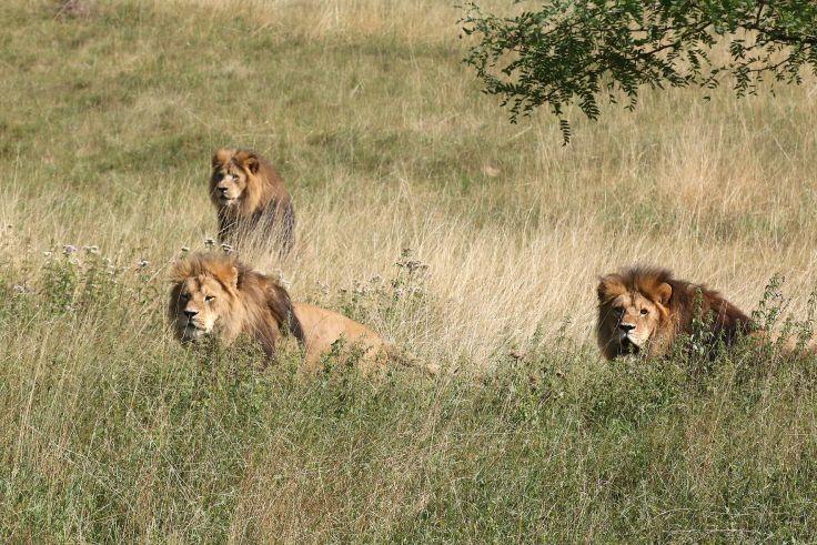 Tre leoni con criniere scure sdraiati nell'erba alta, area erbosa e un albero sullo sfondo