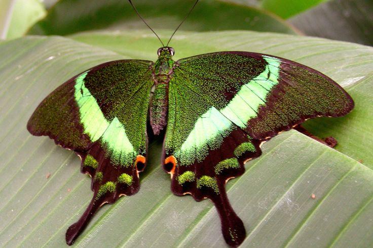 Farfalla verde con bande verde chiaro, ali scure e due appendici a coda posata su una grande foglia