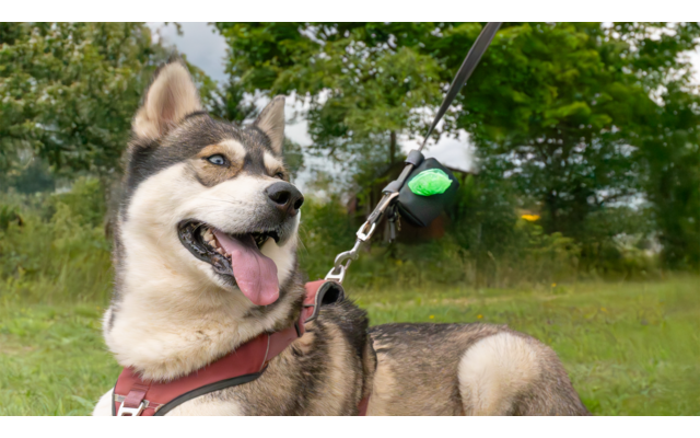 Schwarz-weiß-brauner Hund mit rotem Geschirr sitzt auf Gras, Zunge heraushängend, an Leine mit grünem Behälter