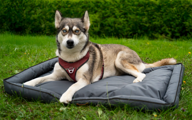 Gray-brown dog wearing a red harness lying on a gray dog bed on grass; hedge in the background