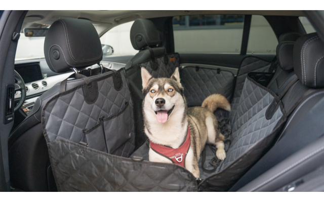 Hund sitzt im Rücksitz eines Autos auf einer gepolsterten Hundedecke