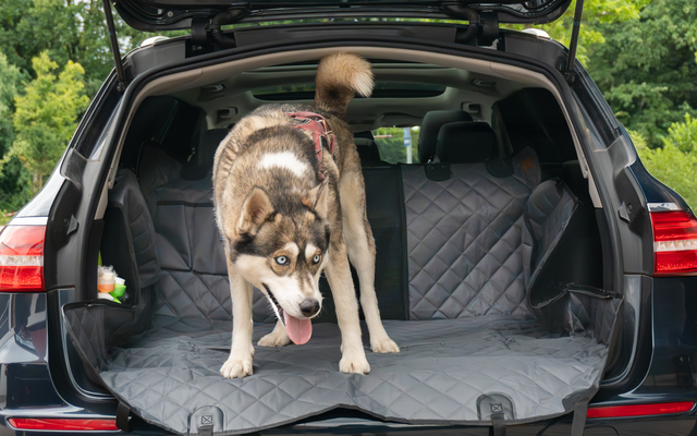 Dog sitting in the open trunk of a car