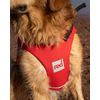  Red Paddle Co Dog PFD Gilet di galleggiamento rosso L