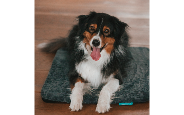 Schwarz-braun-weißer Hund mit herausgestreckter Zunge liegt auf einer dunklen Matte auf Holzfußboden