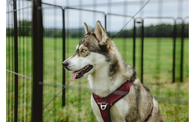 Wolfähnlicher Hund mit braun-weißem Fell und rotem Geschirr in einem eingezäunten Außenbereich