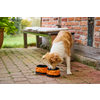 Hund schnüffelt an orangem Schuh vor Backsteinmauer