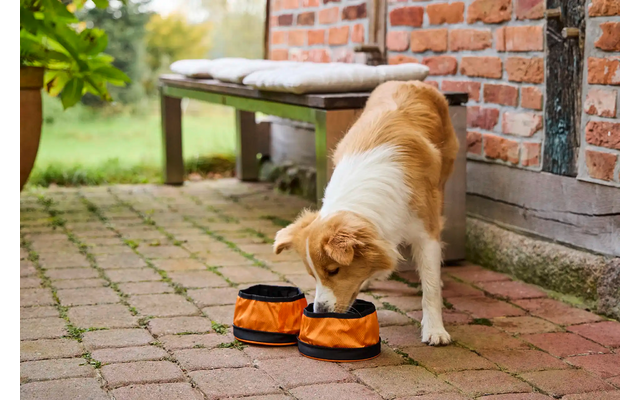 Hund schnüffelt an orangem Schuh vor Backsteinmauer