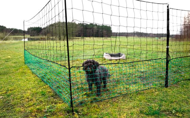 Small black dog inside a low green mesh fence on grass; light-colored dog bed inside
