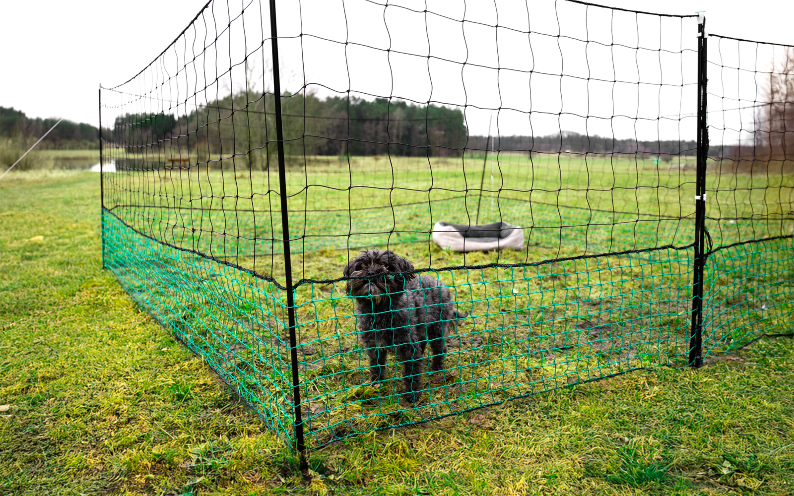 Small black dog inside a low green mesh fence on grass; light-colored dog bed inside