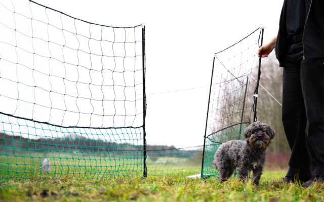 Small gray curly dog standing on grass next to an open green mesh gate; to the right are a person's legs and hand; background shows a meadow and a tree line under a pale sky