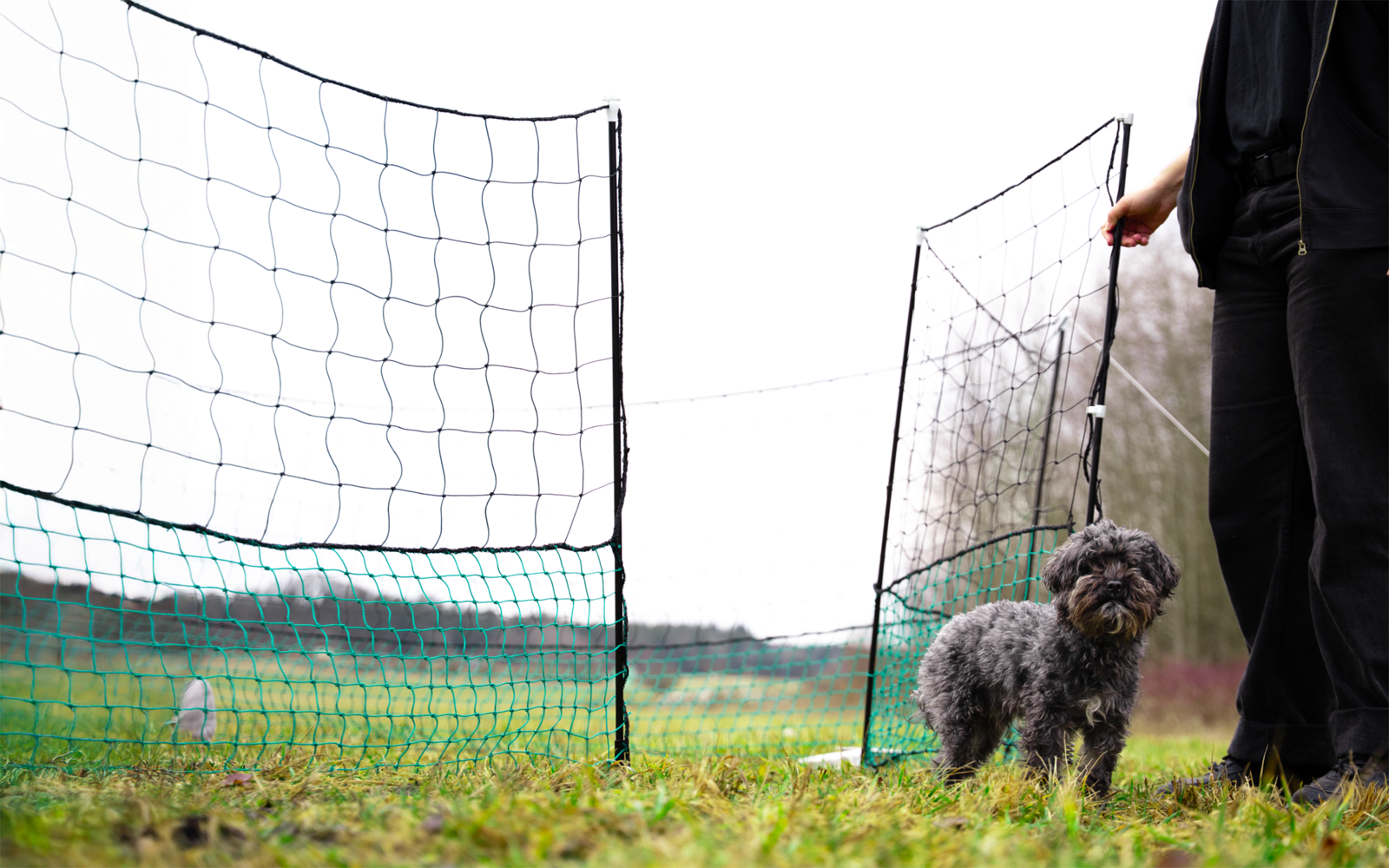 Small gray curly dog standing on grass next to an open green mesh gate; to the right are a person's legs and hand; background shows a meadow and a tree line under a pale sky