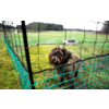 Brown curly-haired dog behind a green mesh fence on grass, with a field and a line of trees in the background