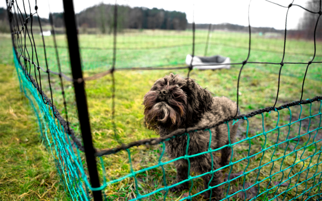 Brown curly-haired dog behind a green mesh fence on grass, with a field and a line of trees in the background