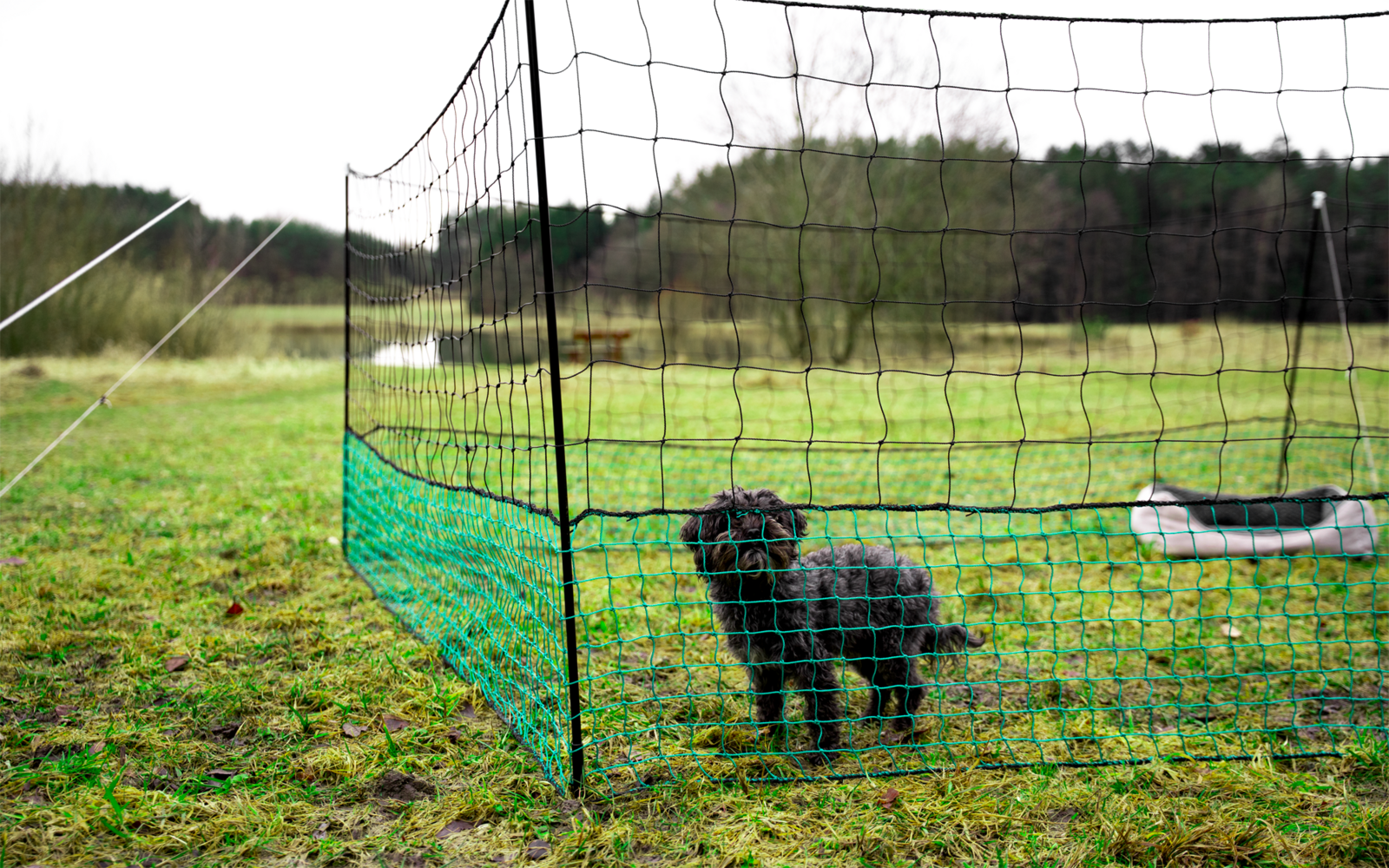 Small black dog standing behind a green net on grass; trees in the background and a white bowl to the right