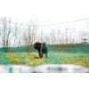Small black dog standing on grass in front of a mesh fence; blurred food bowls in the foreground and leafless trees in the background