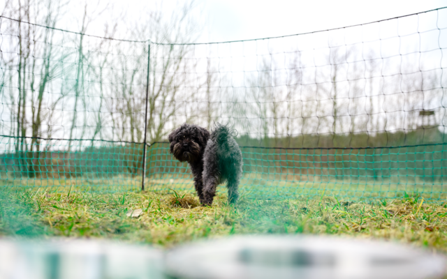Small black dog standing on grass in front of a mesh fence; blurred food bowls in the foreground and leafless trees in the background