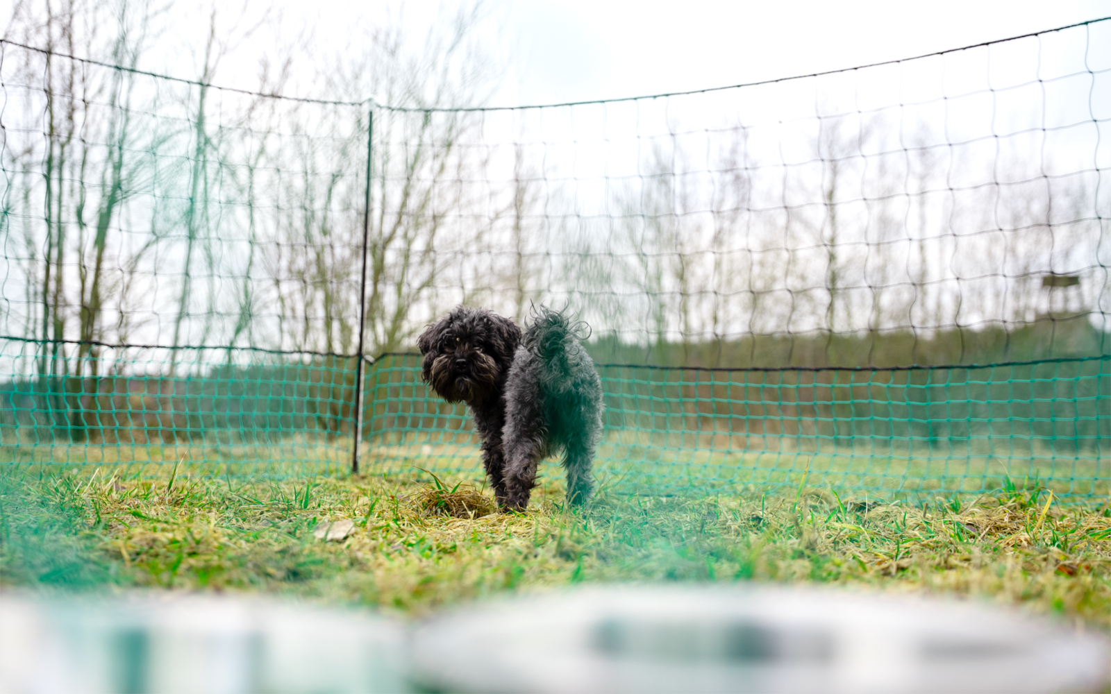 Small black dog standing on grass in front of a mesh fence; blurred food bowls in the foreground and leafless trees in the background