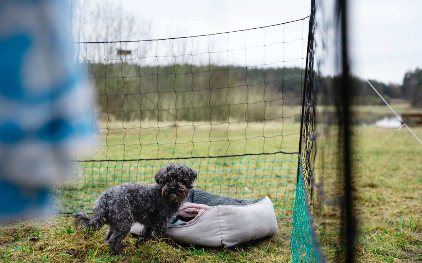 Small dark gray dog next to a light dog bed on grass in front of a goal net; blurred blue object at left, trees in the background