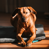 Brauner Hund liegt auf grauer Matte auf Holzfußboden, schaut in die Kamera, Vorderpfoten nach vorn gestreckt, Sonnenlicht darauf