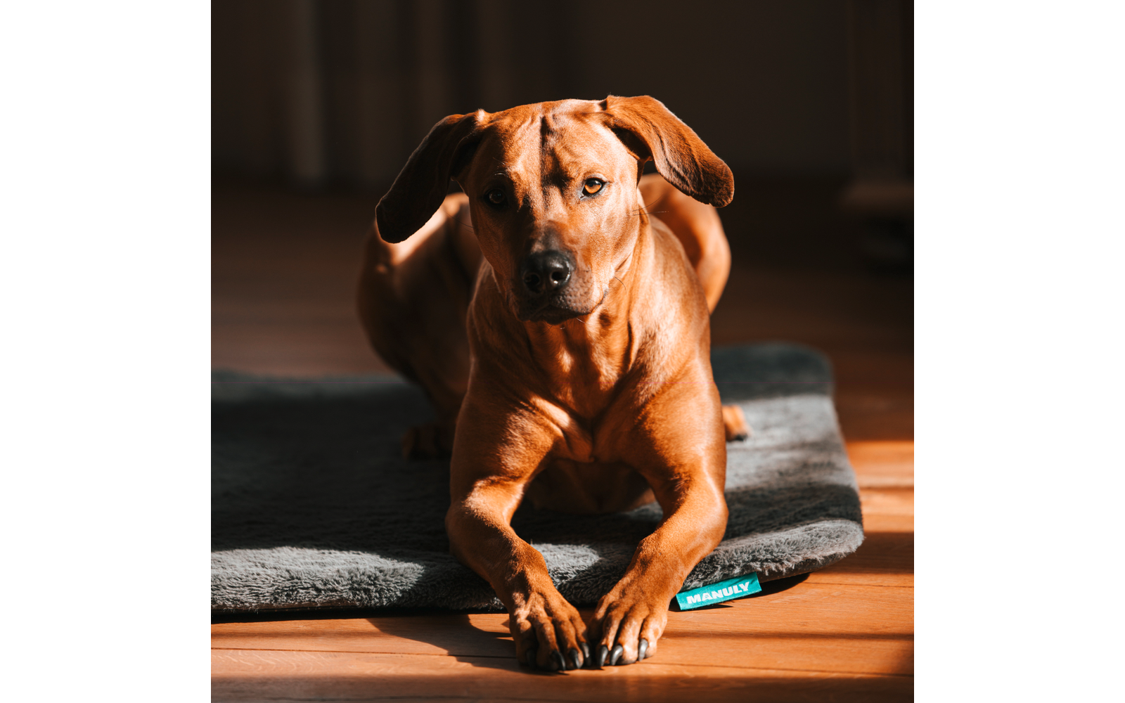 Brauner Hund liegt auf grauer Matte auf Holzfußboden, schaut in die Kamera, Vorderpfoten nach vorn gestreckt, Sonnenlicht darauf