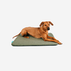 Brauner Hund liegt auf einem grünen rechteckigen Kissen vor weißem Hintergrund