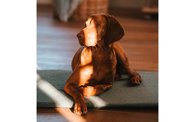 Brauner Hund liegt auf einer grünen Matte auf Holzboden, Sonnenlicht fällt auf ihn, er blickt nach rechts
