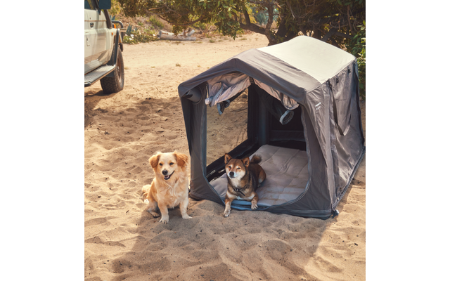 Zwei Hunde neben einem geöffneten kleinen Campingzelt auf sandigem Boden, links teilweise ein Fahrzeug sichtbar
