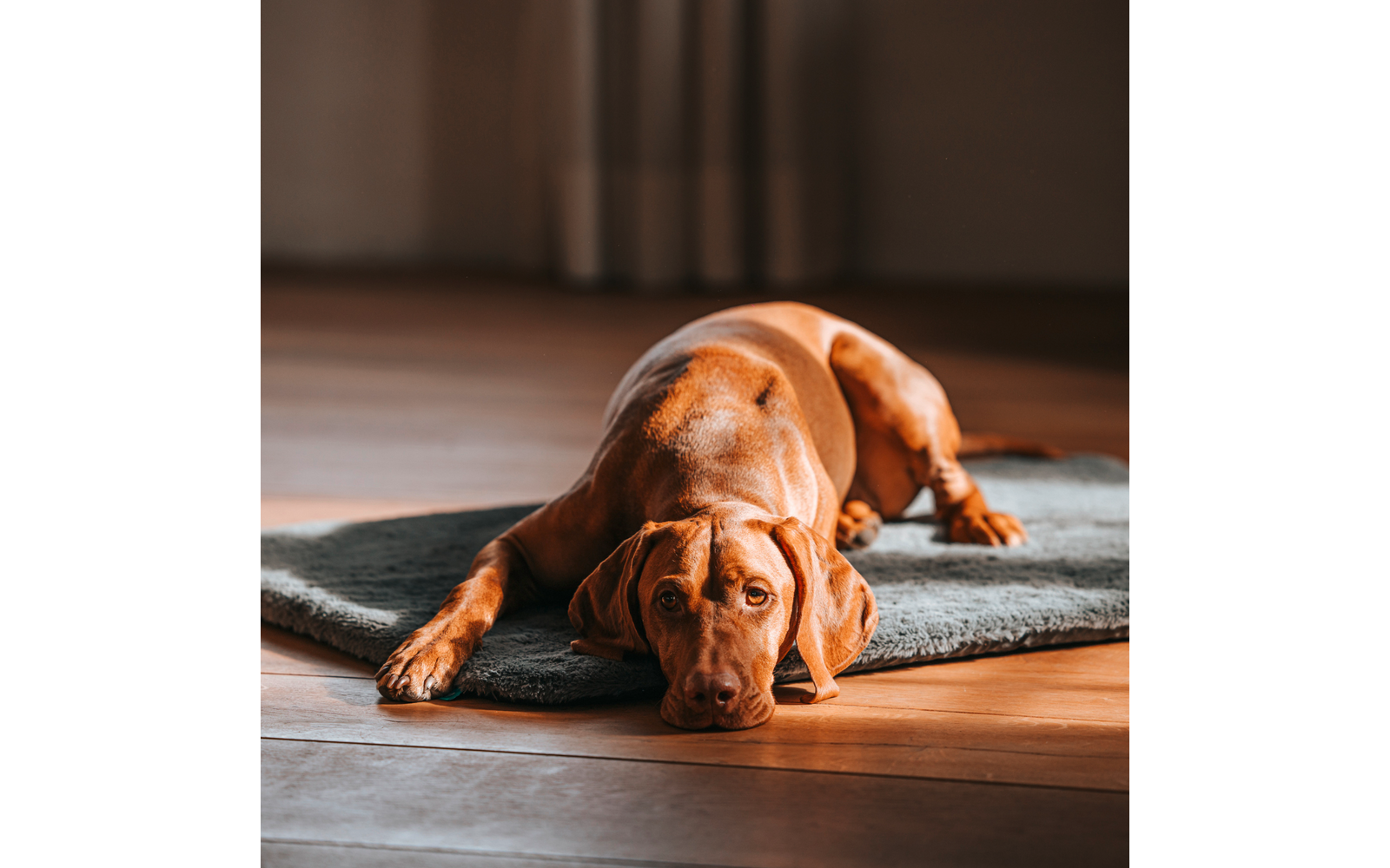 Brauner Hund liegt ausgestreckt auf einem grauen Teppich auf einem Holzboden, Sonnenlicht fällt auf ihn