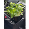 Grüner Kräutertopf auf einem Autositz mit Sicherheitsgurt