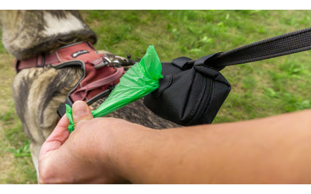 Eine Person befestigt eine Leine an einem Hund mit grünem Geschirr im Freien