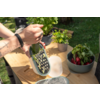 Handen raspen een komkommer met een rasp boven een bakje op een houten tafel; zichtbaar een getatoeëerde arm met armband, bloempotten en een kom radijsjes