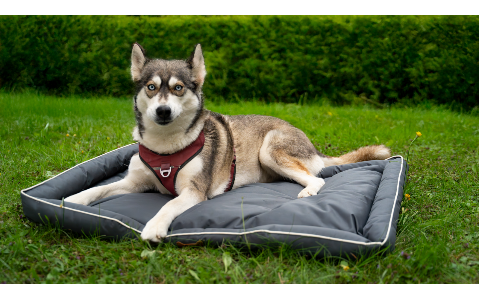 Ein Hund liegt auf einer grauen Matte im Gras