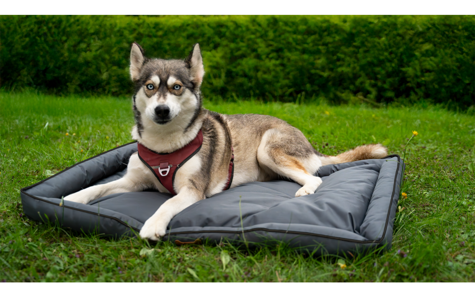Ein Hund liegt auf einer grauen Matte im Gras