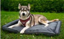 047020 324138 - Cama para perros Berger SchuffelNest