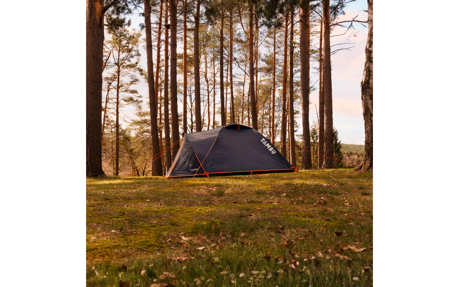 Tente sombre avec cordes orange sur une clairière herbeuse, entourée de grands conifères